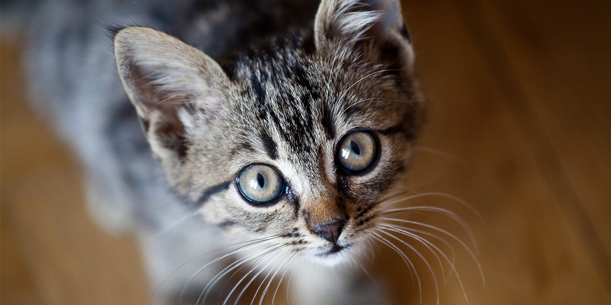 Test Animal Totem : Quel Est Mon Animal Totem ? 53