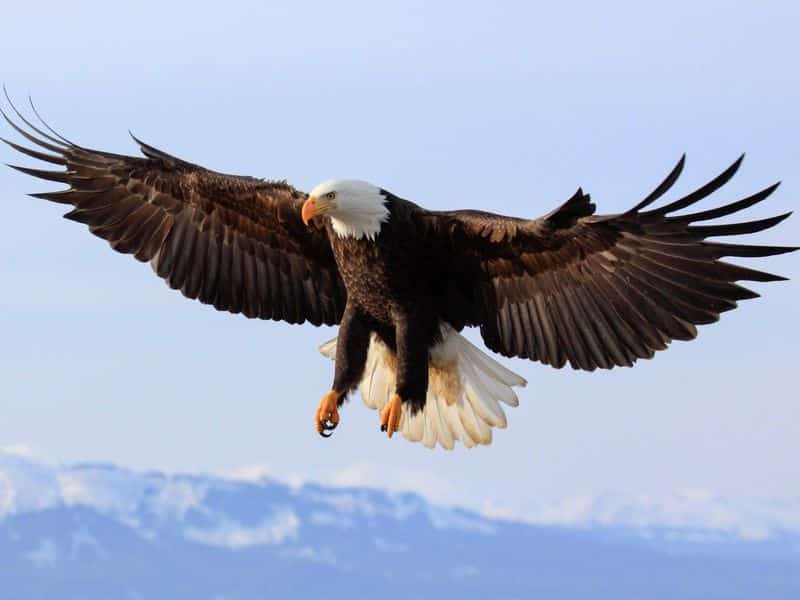 Test Animal Totem : Quel Est Mon Animal Totem ? 57