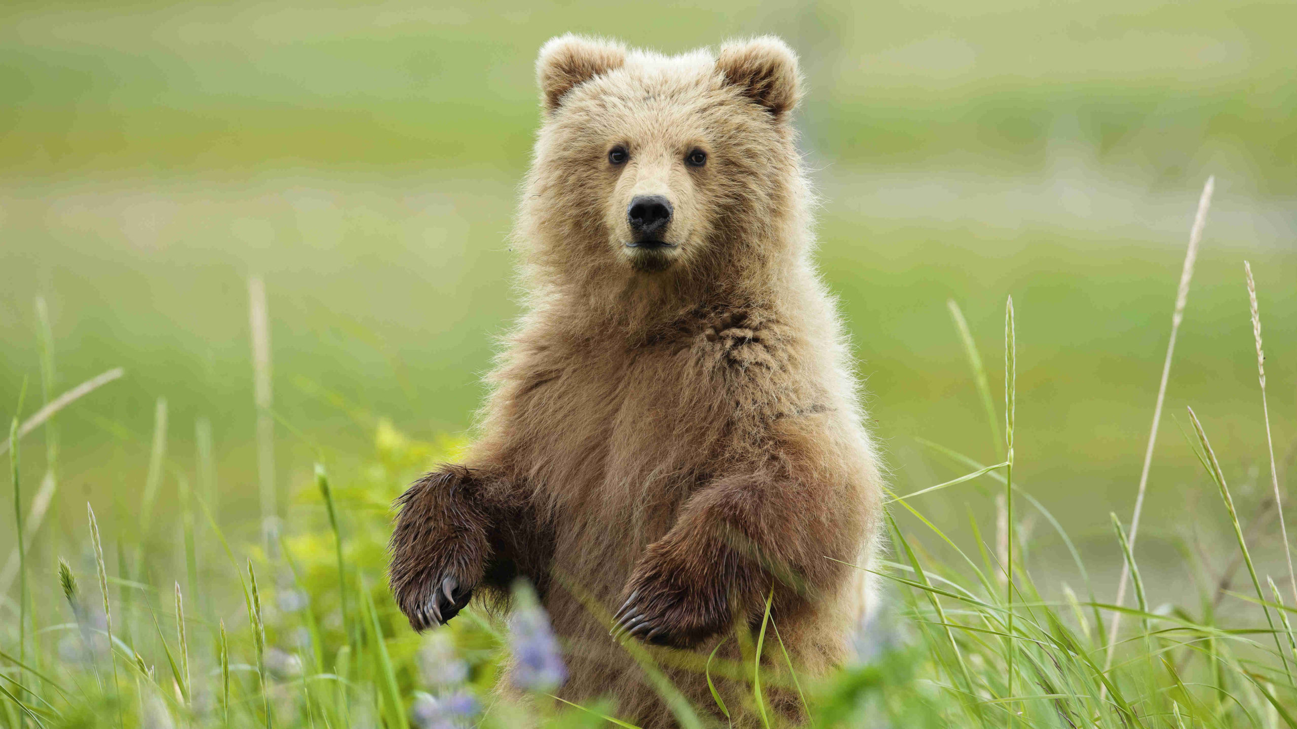 Test Animal Totem : Quel Est Mon Animal Totem ? 52