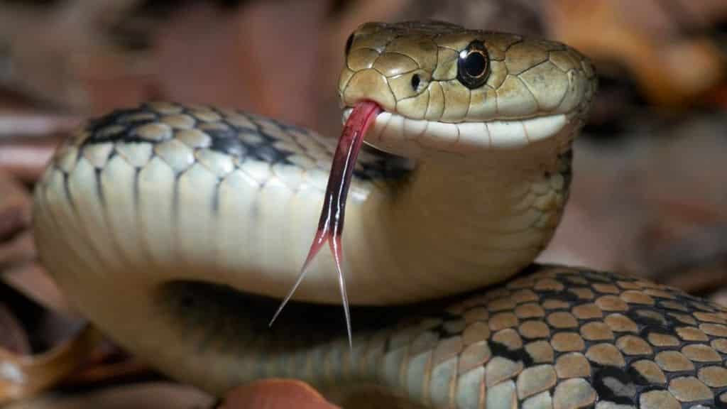 Test Animal Totem : Quel Est Mon Animal Totem ? 51